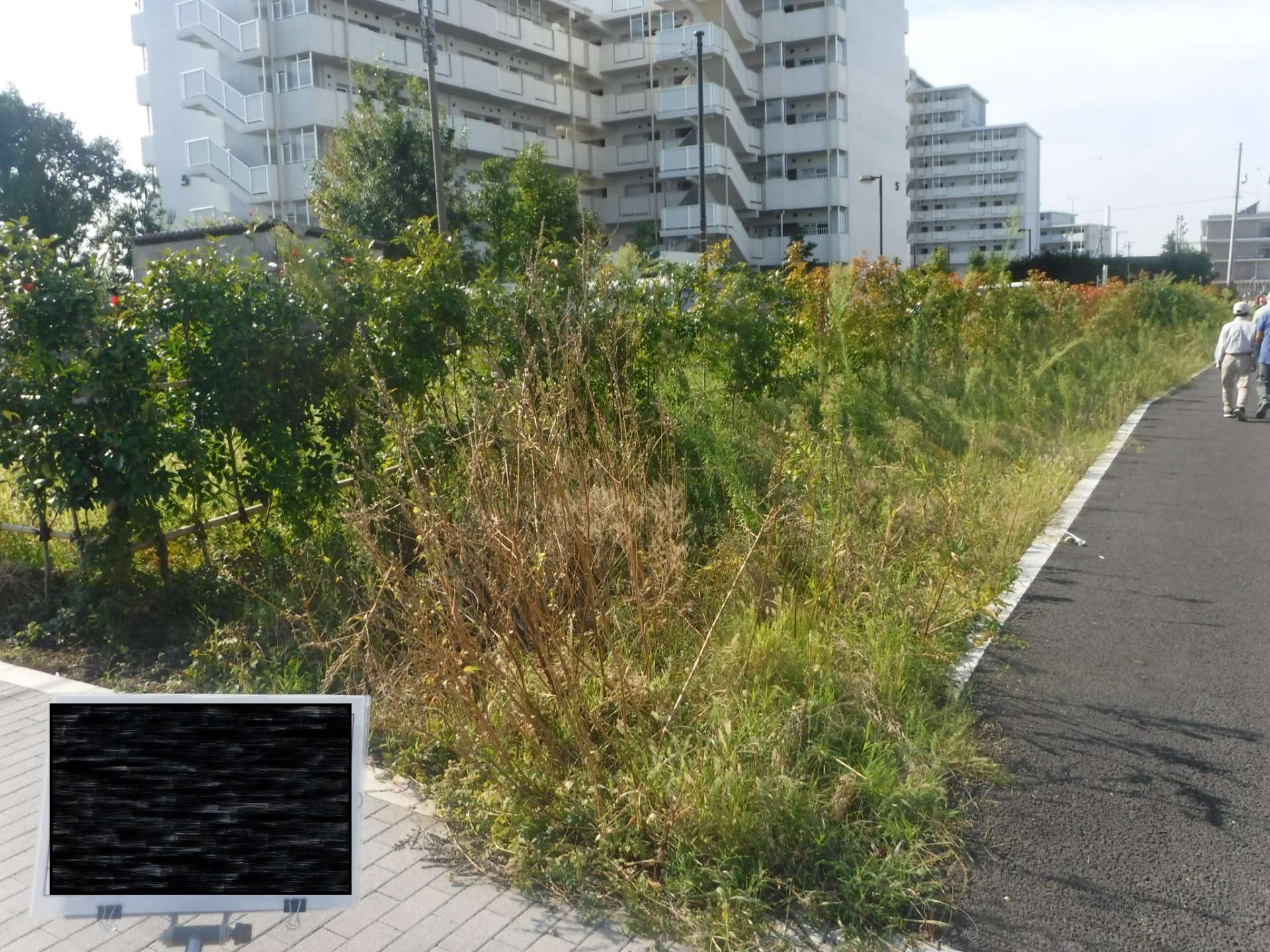 荒れ放題の雑草をきれいな緑地へ　｜　造園工事　江戸川区